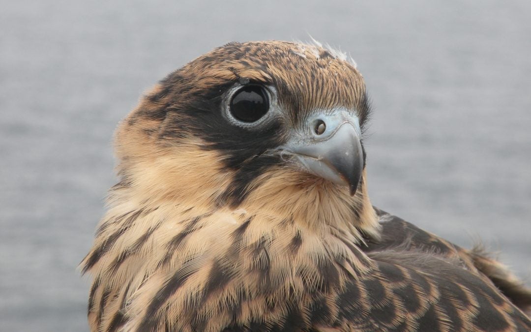 Birdwatching Lanzarote & The Marine Reserve