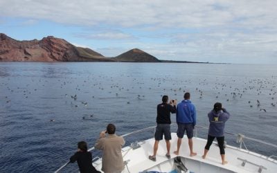 Birding Canary Islands, Cory’s Shearwater