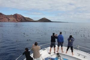 birdwatching cory´s shearwaters Canary islands 