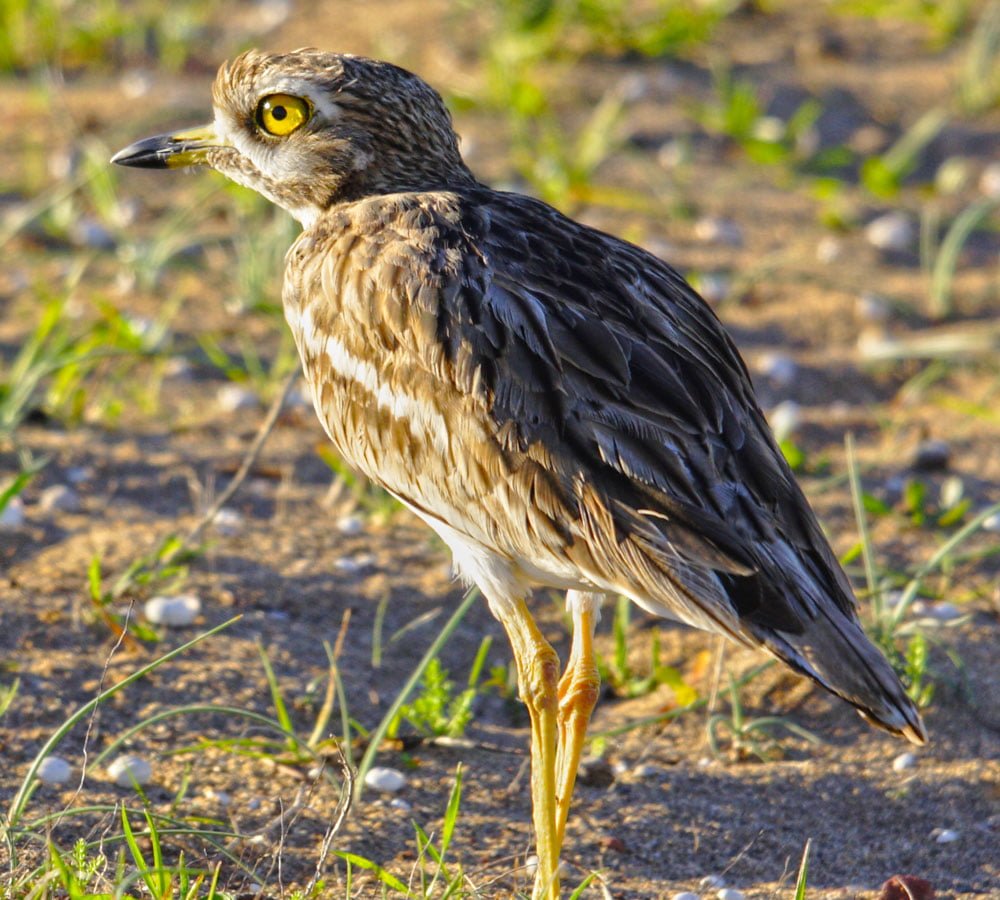 birdwatching wild birds lanzarote 