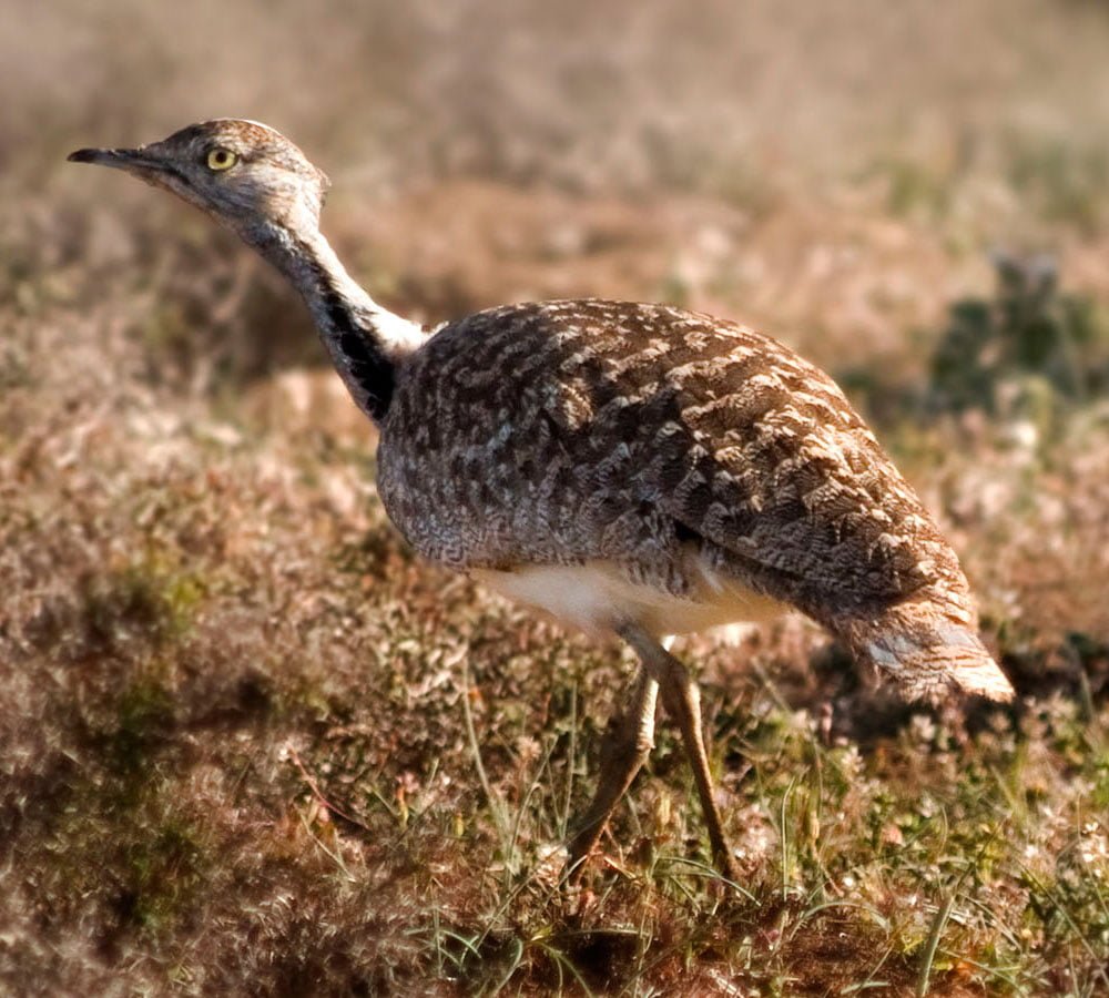 watching birds in lanzarote